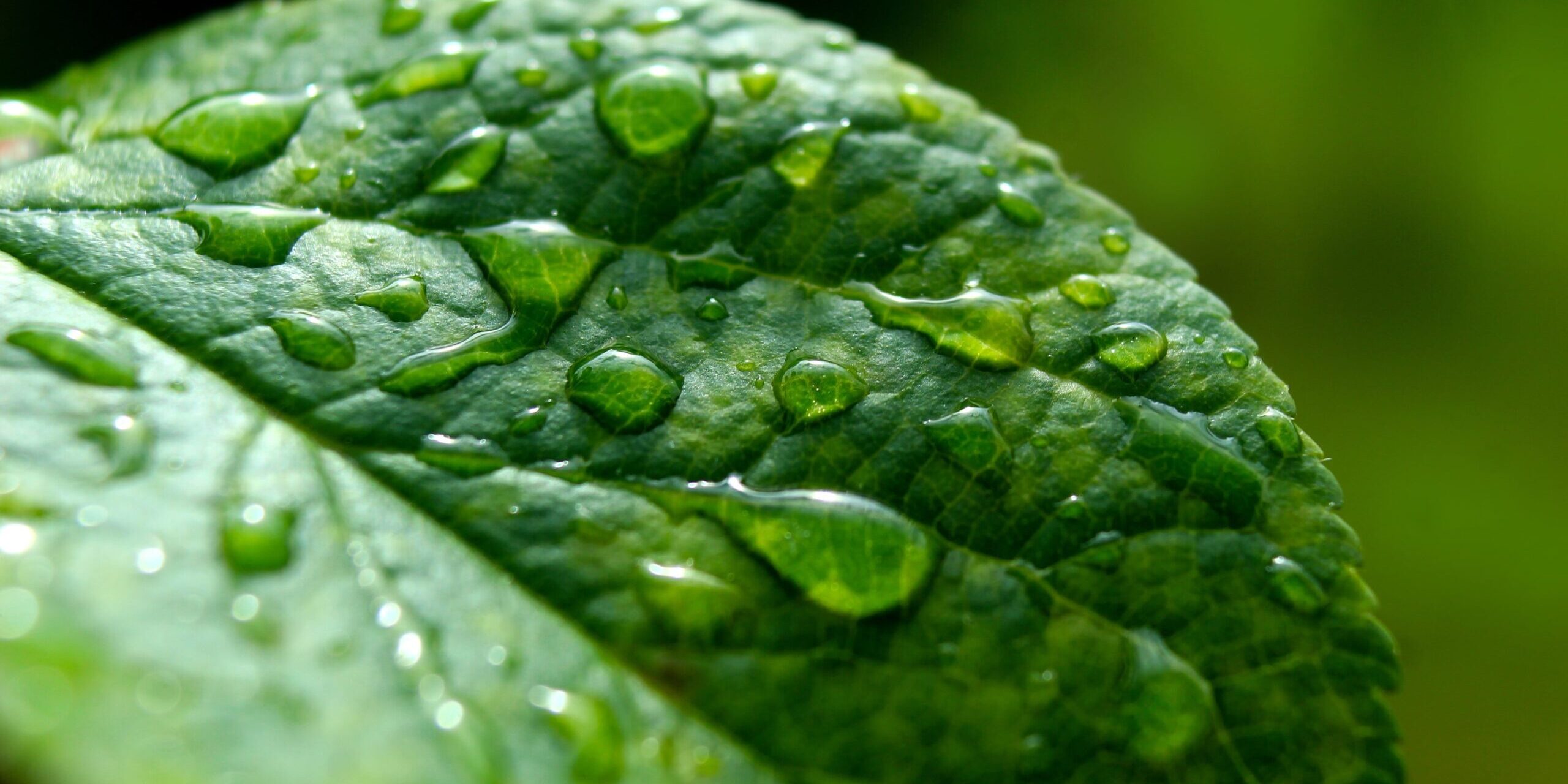 gosiak1980-leaf-7260246